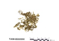 藏品(擬扁枝苔)的圖片